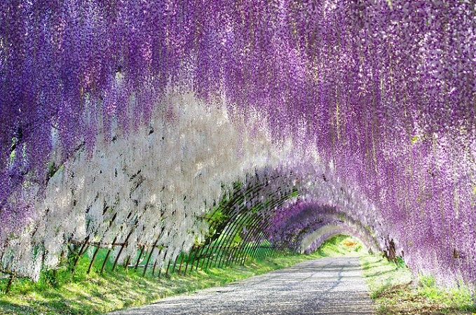 wisteria flower tunnel